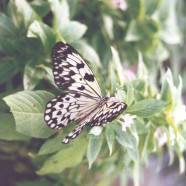 The Miracle of Nature, a Recipe for Life