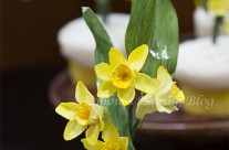 Daffodil Cupcakes, for a Sweet Wedding