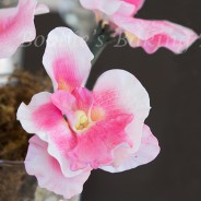 Orchids for Sydney