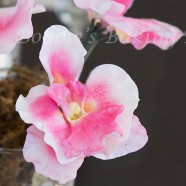 Orchids for Sydney