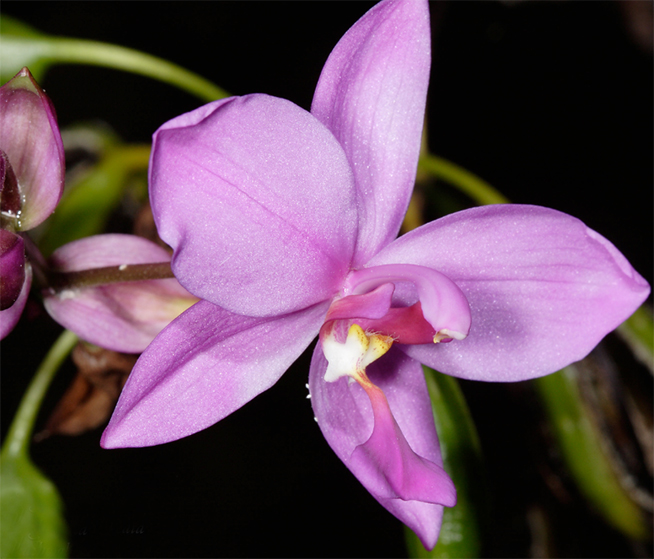 how to make a gumpaste asian ground orchid 